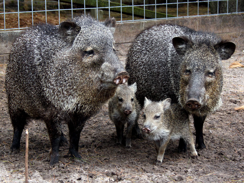 Peccary or Javelina and babies 